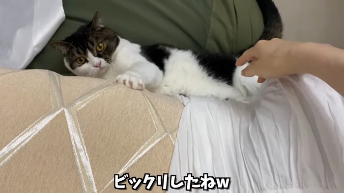 クッションの上に落ちた猫