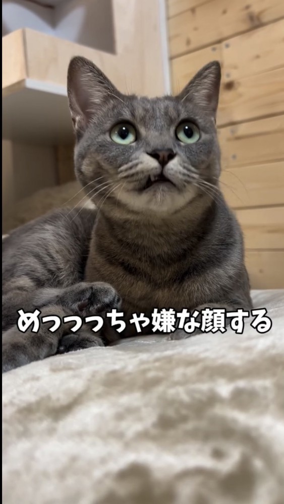 見上げる猫