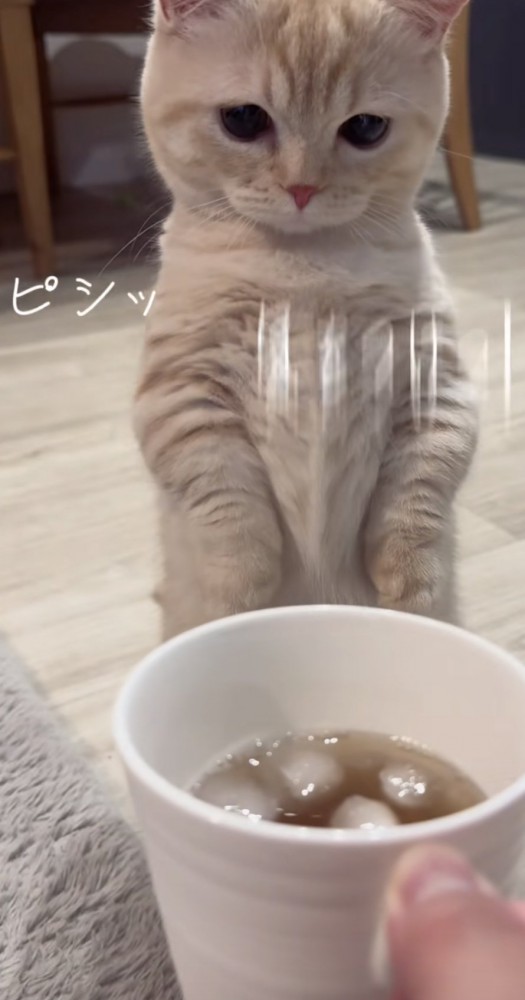 「ピシッ」のテロップ写真