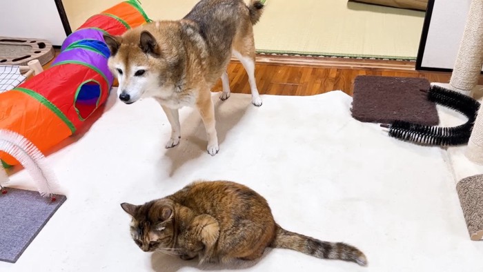 見守るリキくん