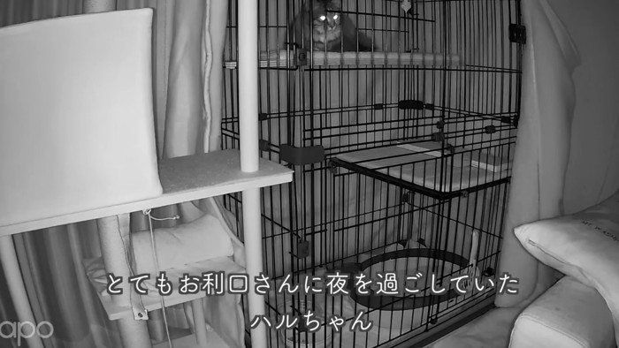 テロップ「とてもお利口さんに~」