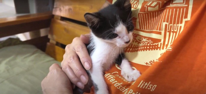 撫でられている子猫