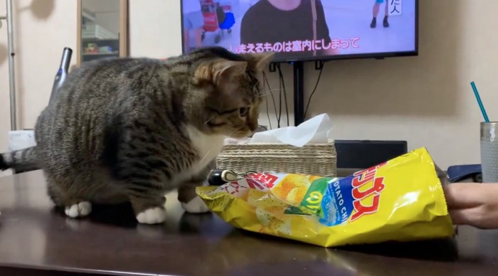 飼い主さんが手を伸ばす