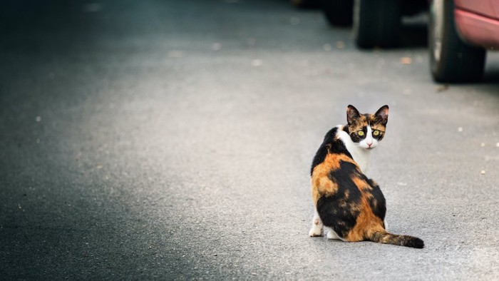 道路に座ってこちらを振り返る三毛猫