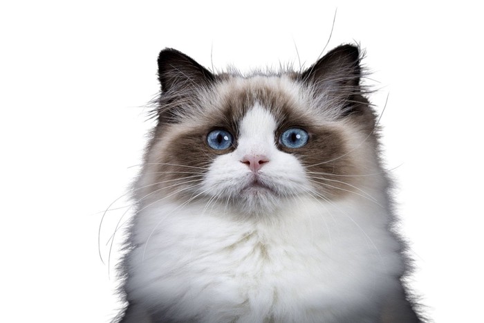 カメラ目線の猫