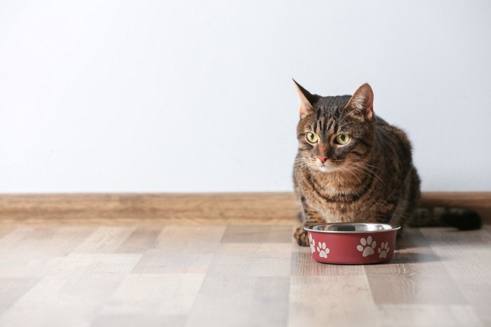 おすわりをする猫と食器