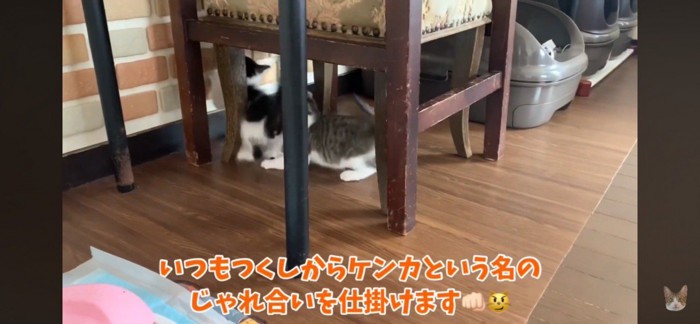 つくしからちょっかいを出している写真