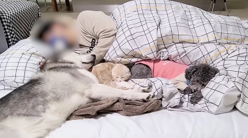 飼い主と眠る子猫と2匹の犬