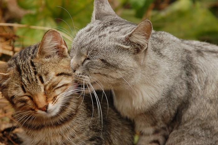 猫の鼻キス