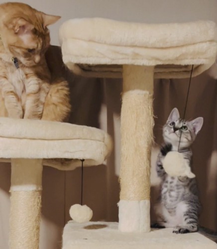 遊ぶ子猫を見る成猫