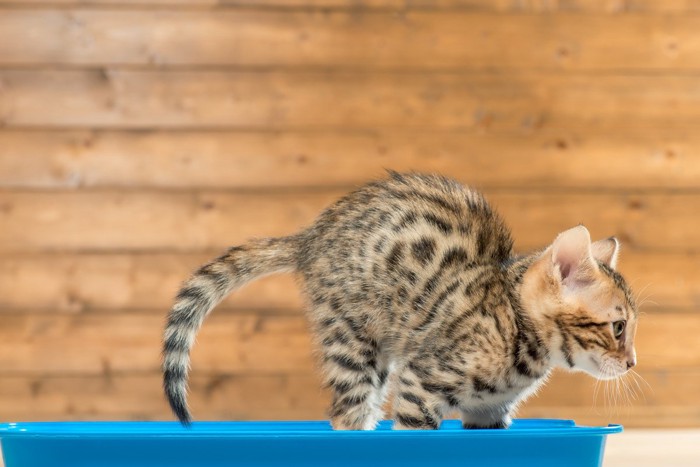 トイレの中の子猫