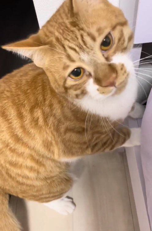 ベッドのそばにいる猫の顔アップ