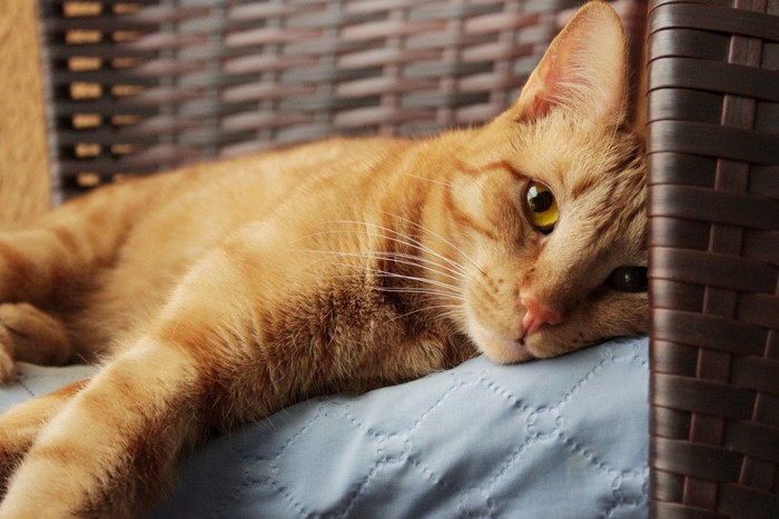 茶猫