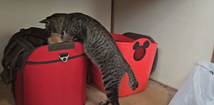 子猫をくわえる猫