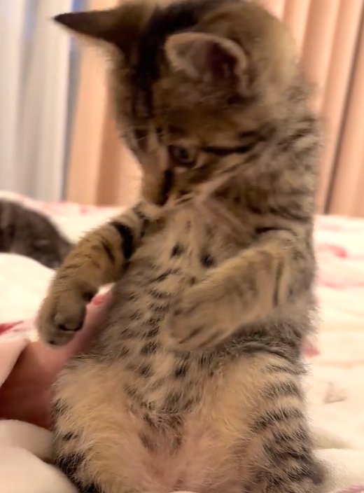 座って向かって左斜め下を見る猫