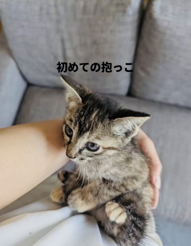 飼い主さんに抱っこされる子猫