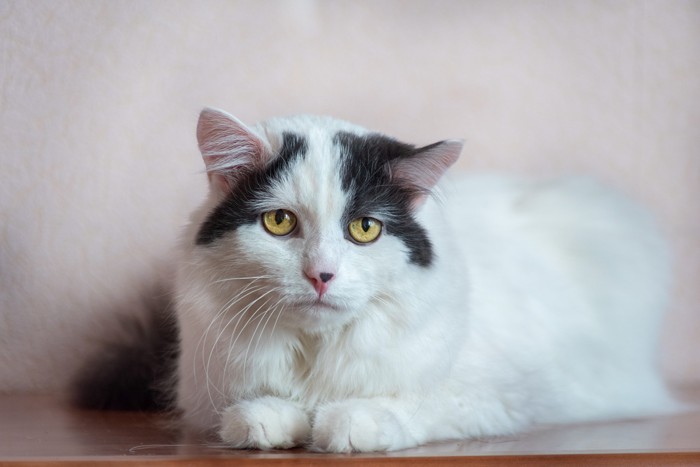 悲しげな表情で伏せている猫