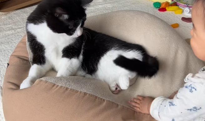 尻尾を自分の方向に向け見つめる猫