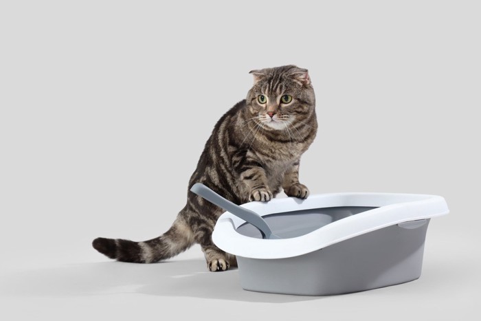 トイレの縁に手をかける猫