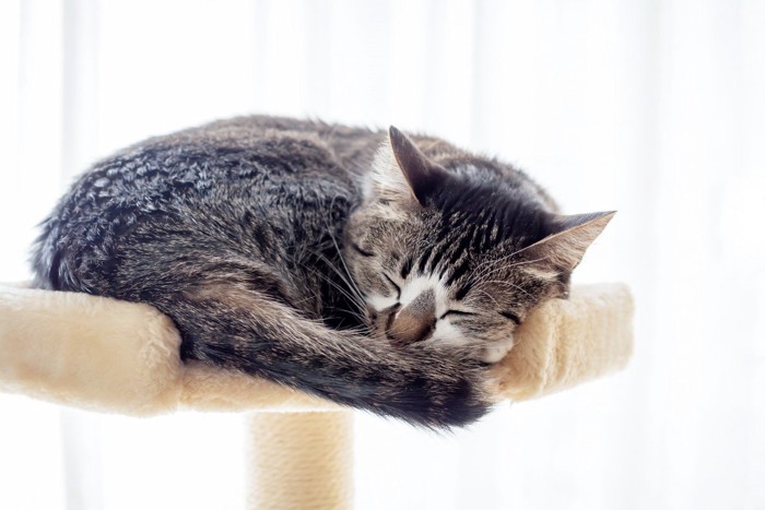 キャットタワーにいる猫