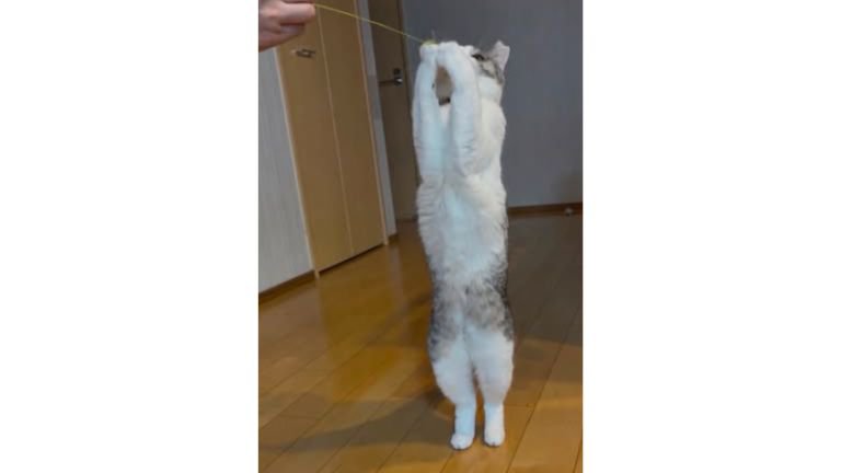 室内にいる猫