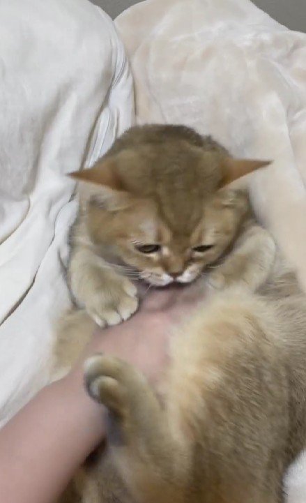 おなかをなでられる猫