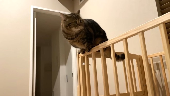 柵の上に佇むメルくん