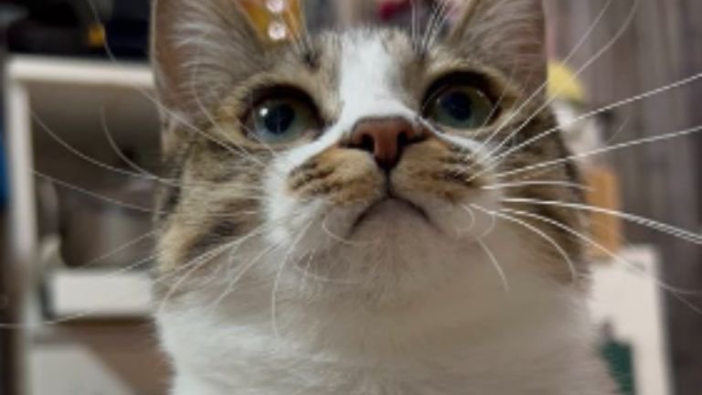 室内にいる猫