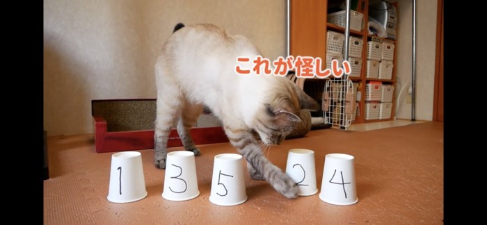 前足で紙コップに触る猫