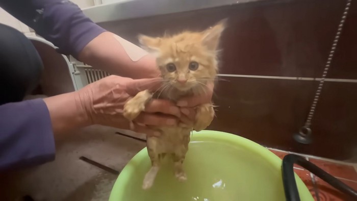 洗われている子猫