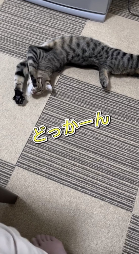 両手をあげて転ぶ猫