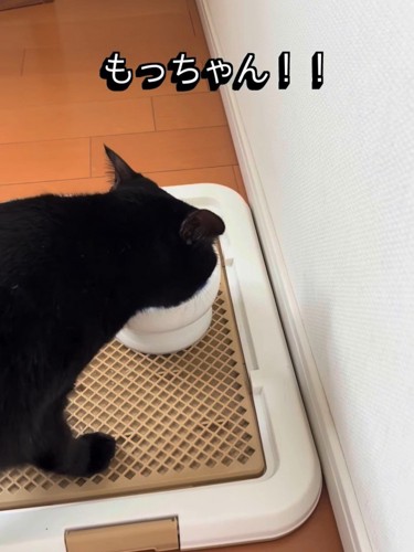 水の入れ物に顔を近づけている猫