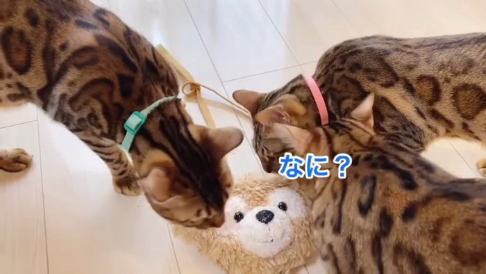 床にあるポーチに集まる猫たち