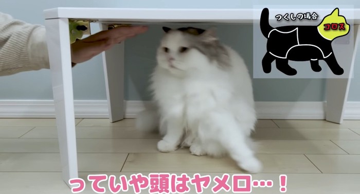 嫌がる猫