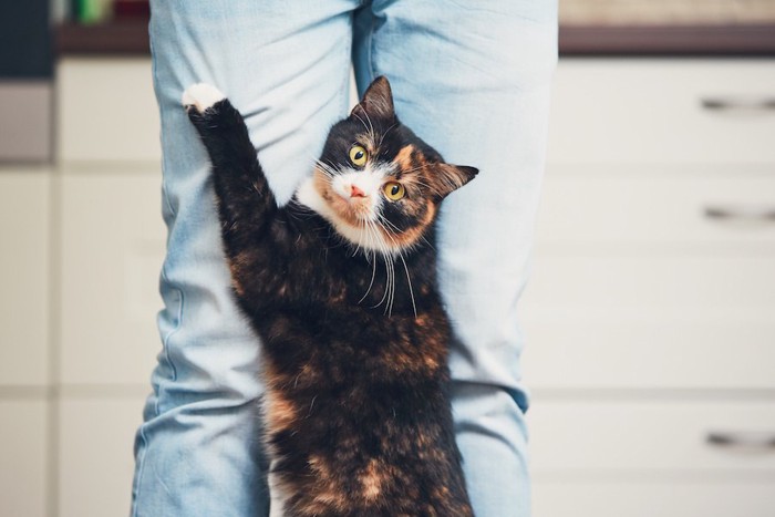 飼い主の足にしがみつく猫