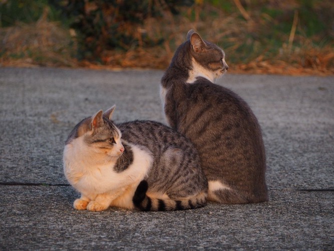 並ぶ2匹の猫