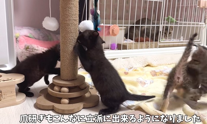 爪とぎをする子猫