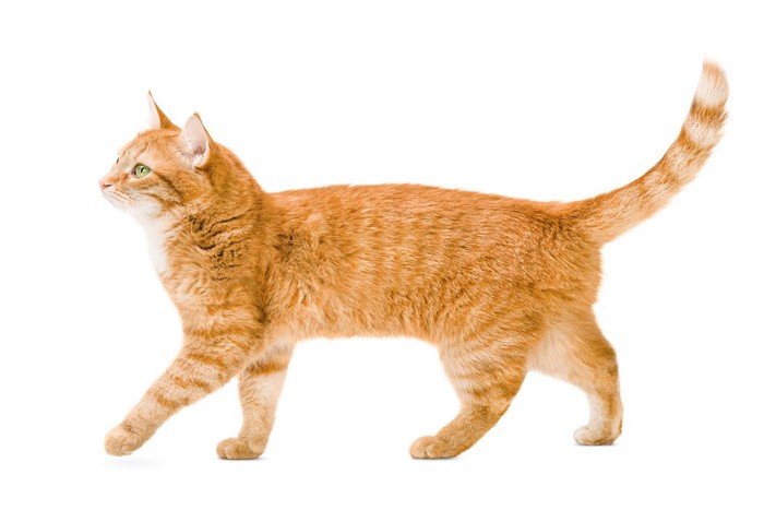 歩く猫