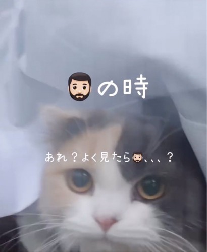 じっくりパパをみる猫