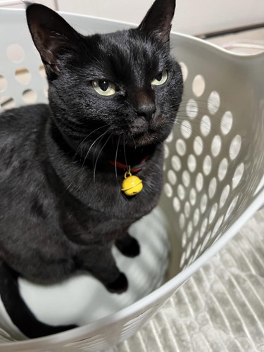 かごの中にいる猫