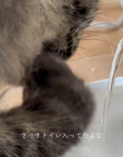 トイレ後に水を飲むスンスンちゃん