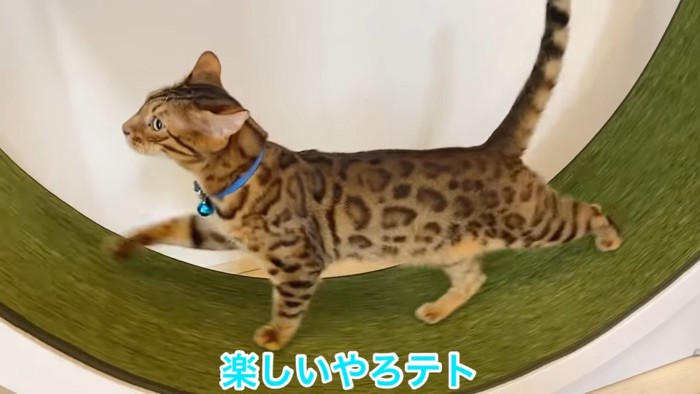 青い首輪の猫