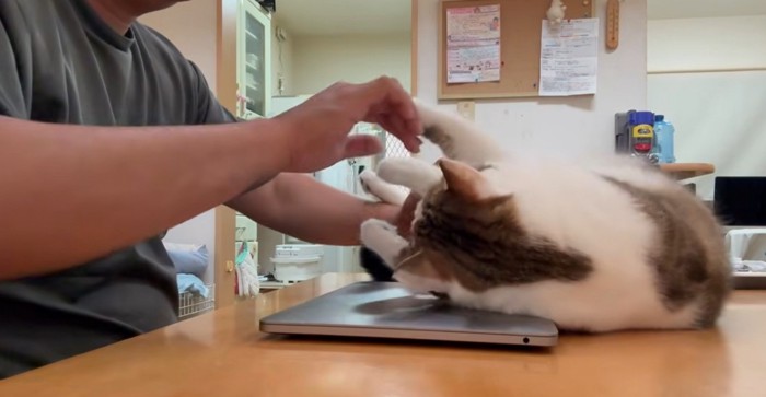 PCを開こうとする人間と阻止する猫