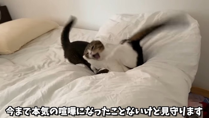 取っ組み合いをする2匹の猫