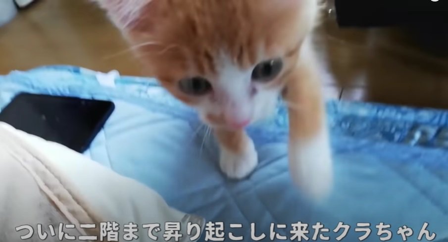 布団の上にいる1匹の子猫