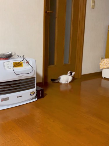 ドアの前にいる子猫