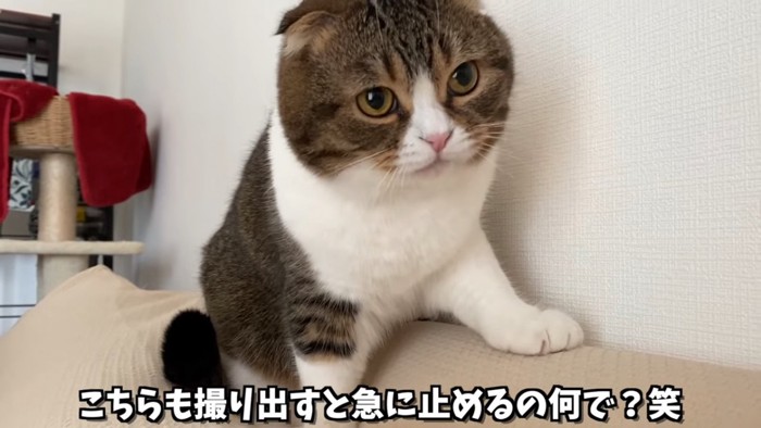 ソファの上にいる猫