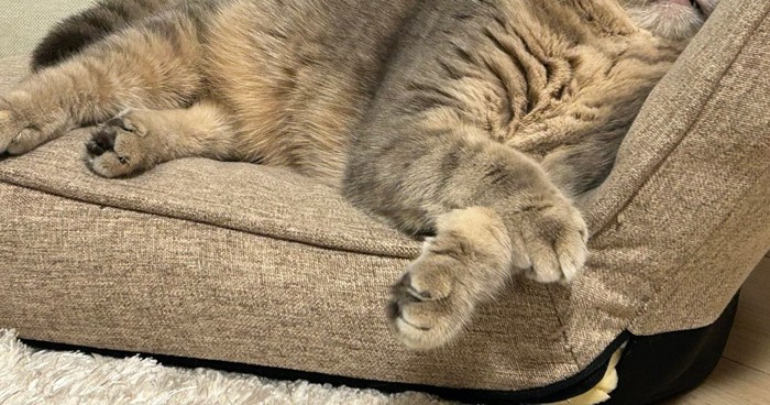 座椅子にもたれかかって眠るキジトラ猫