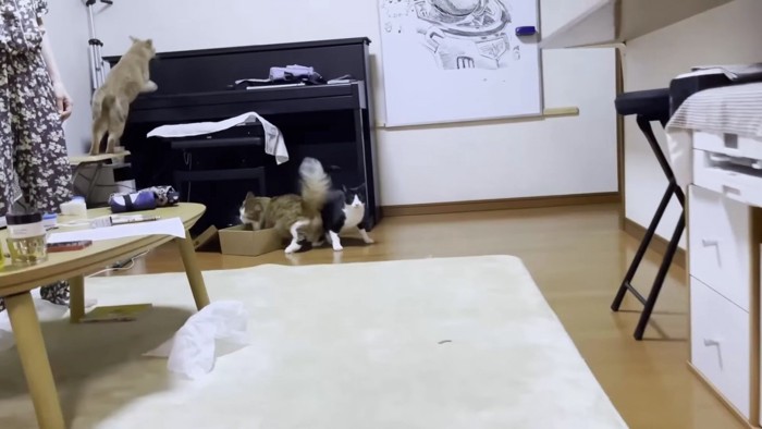 他の猫を蹴散らして箱へ