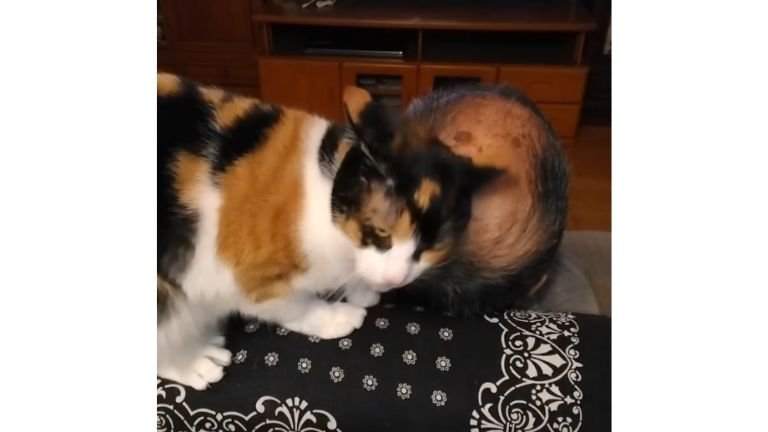 男性を舐める猫